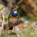 Blaukehlchen ( Luscinia svecica )