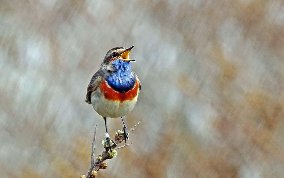 Blaukehlchen (Luscinia svecica)