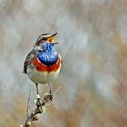 Blaukehlchen (Luscinia svecica)