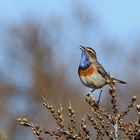 Blaukehlchen (Luscinia svecica) 2