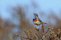 Blaukehlchen (Luscinia svecica) 2