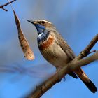 Blaukehlchen  (Luscinia svecica)