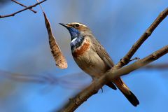 Blaukehlchen  (Luscinia svecica)