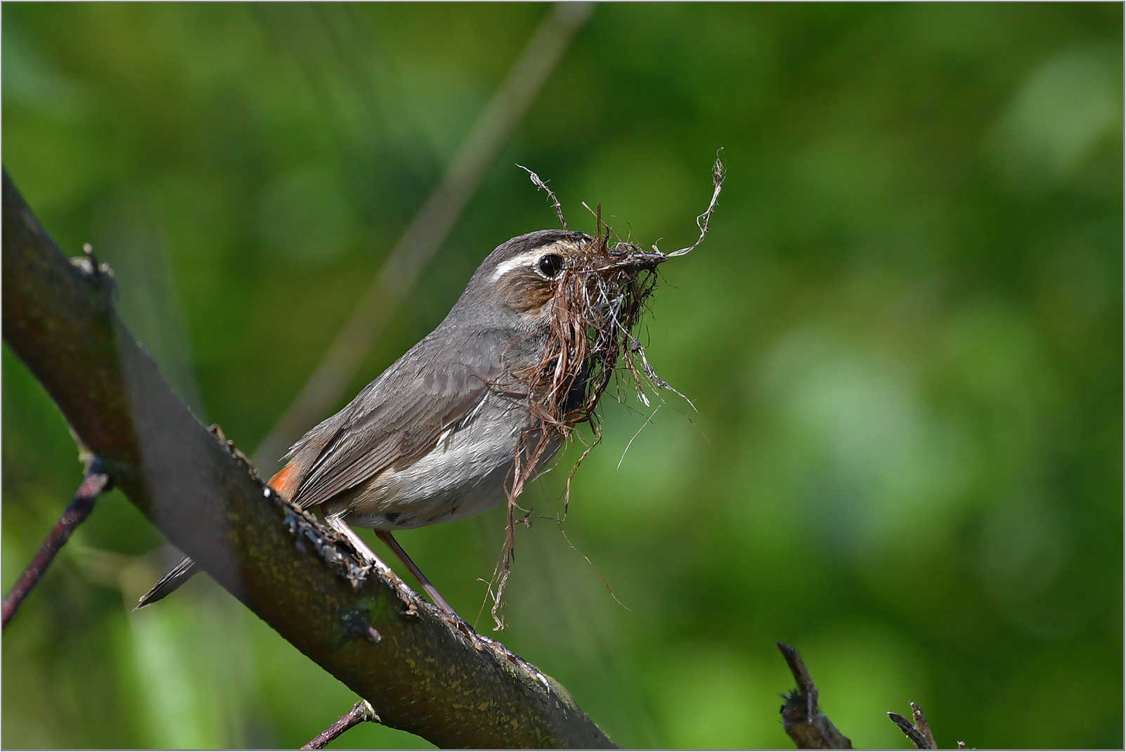 Blaukehlchen   -   Luscinia svecica 