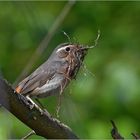 Blaukehlchen   -   Luscinia svecica 