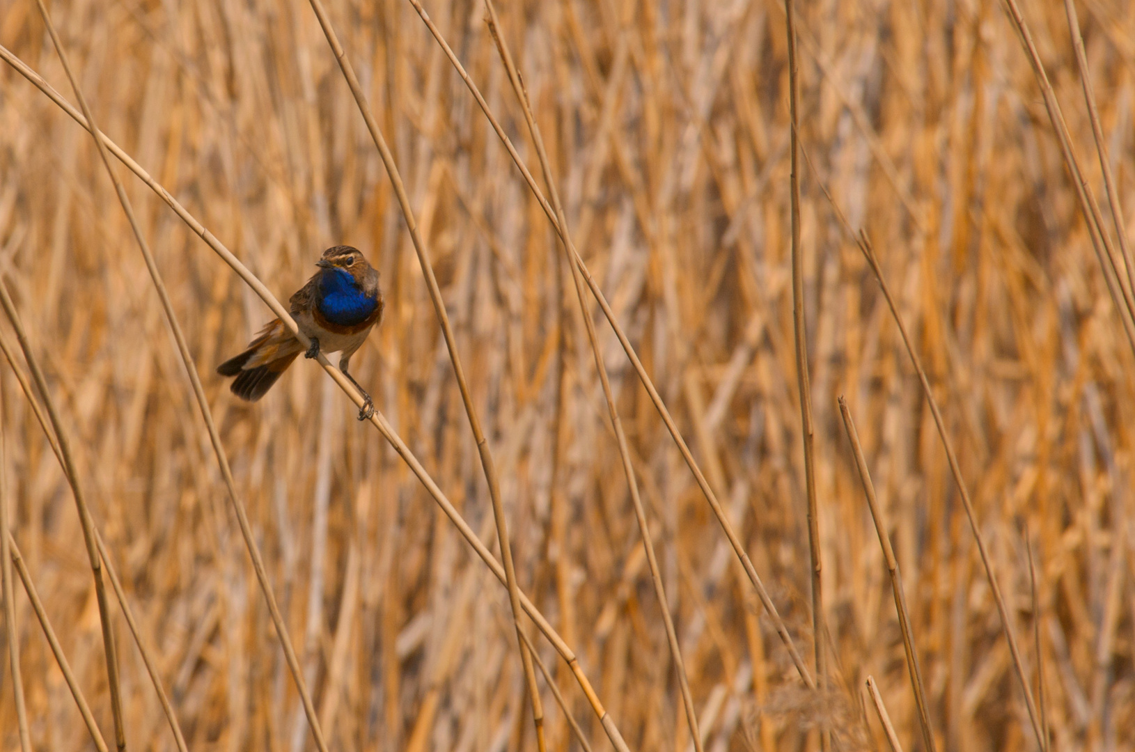 Blaukehlchen (Luscinia Svecica)