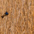 Blaukehlchen (Luscinia Svecica)