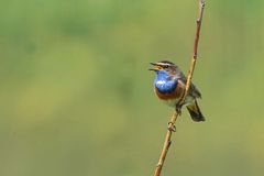 Blaukehlchen (Luscinia svecica)