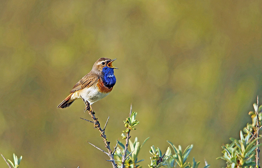 Blaukehlchen (Luscinia svecica)