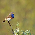 Blaukehlchen (Luscinia svecica)