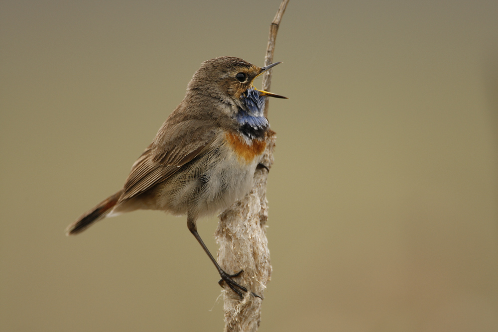 Blaukehlchen (Luscinia svecica)