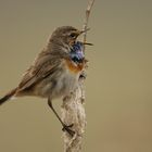 Blaukehlchen (Luscinia svecica)