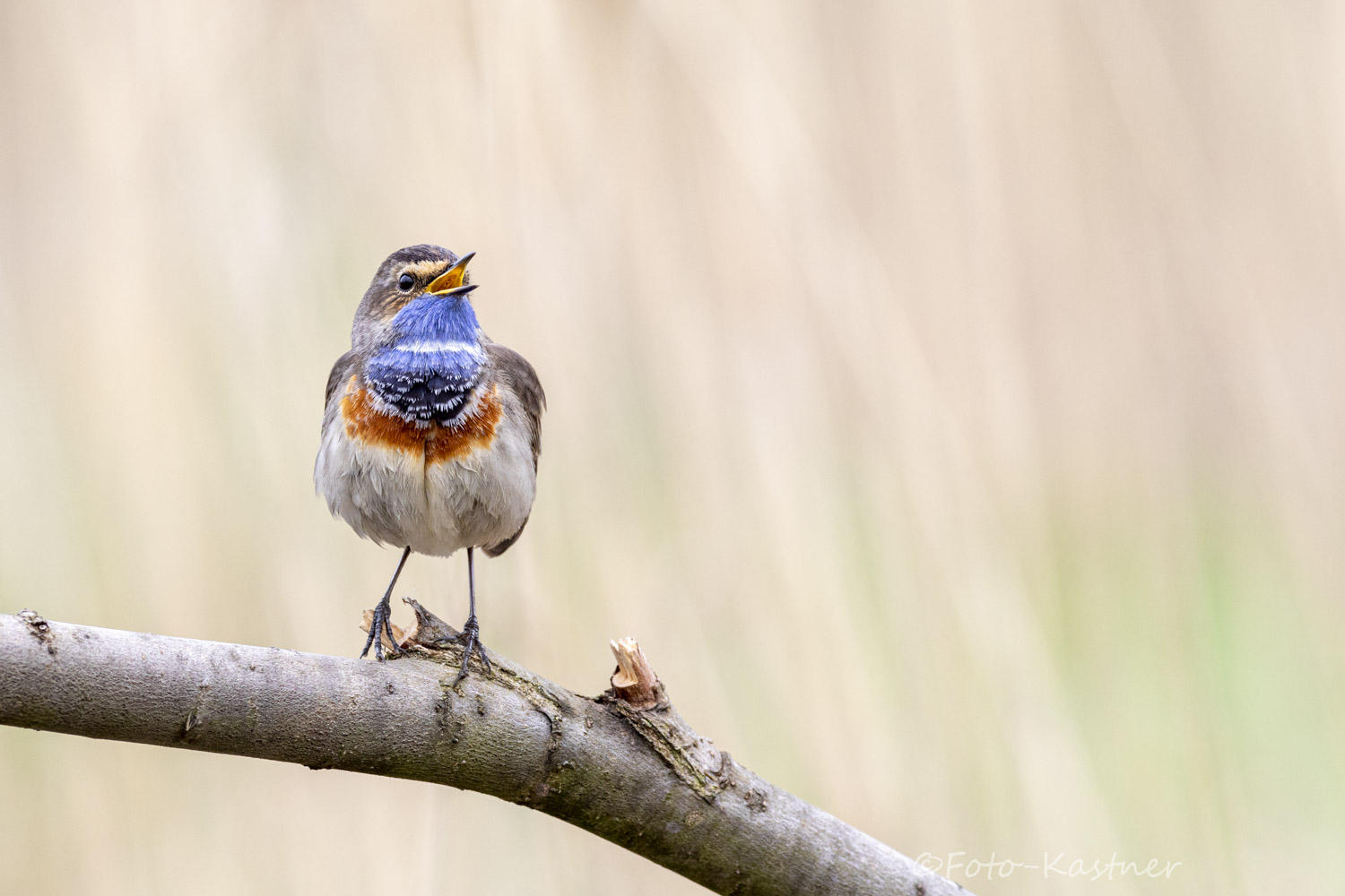 Blaukehlchen (Luscinia svecica) 