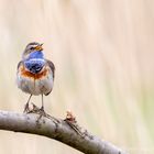 Blaukehlchen (Luscinia svecica) 