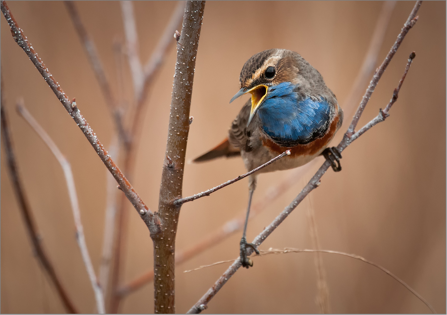 Blaukehlchen  -  Luscinia svecica