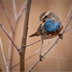 Blaukehlchen  -  Luscinia svecica