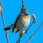 Blaukehlchen (Luscinia svecica)