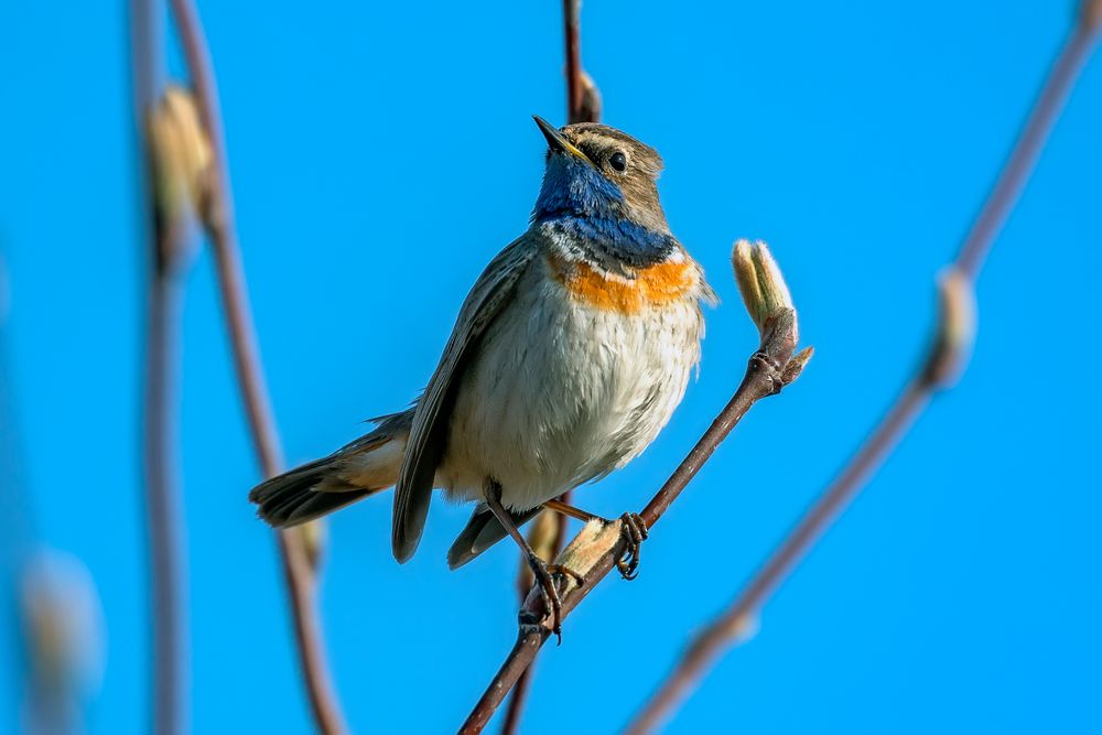 Blaukehlchen (Luscinia svecica)