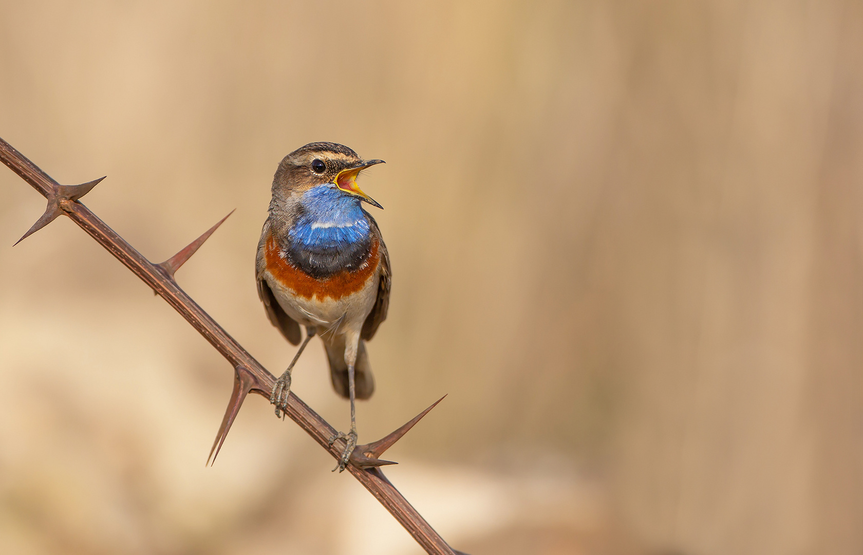 Blaukehlchen (Luscinia svecica) 