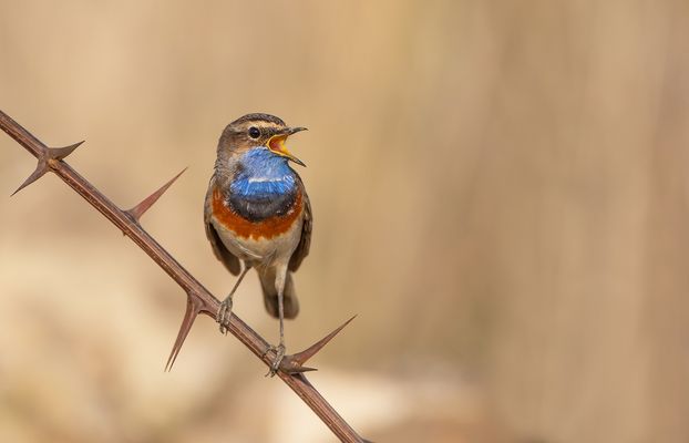 Blaukehlchen (Luscinia svecica) 
