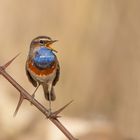 Blaukehlchen (Luscinia svecica) 