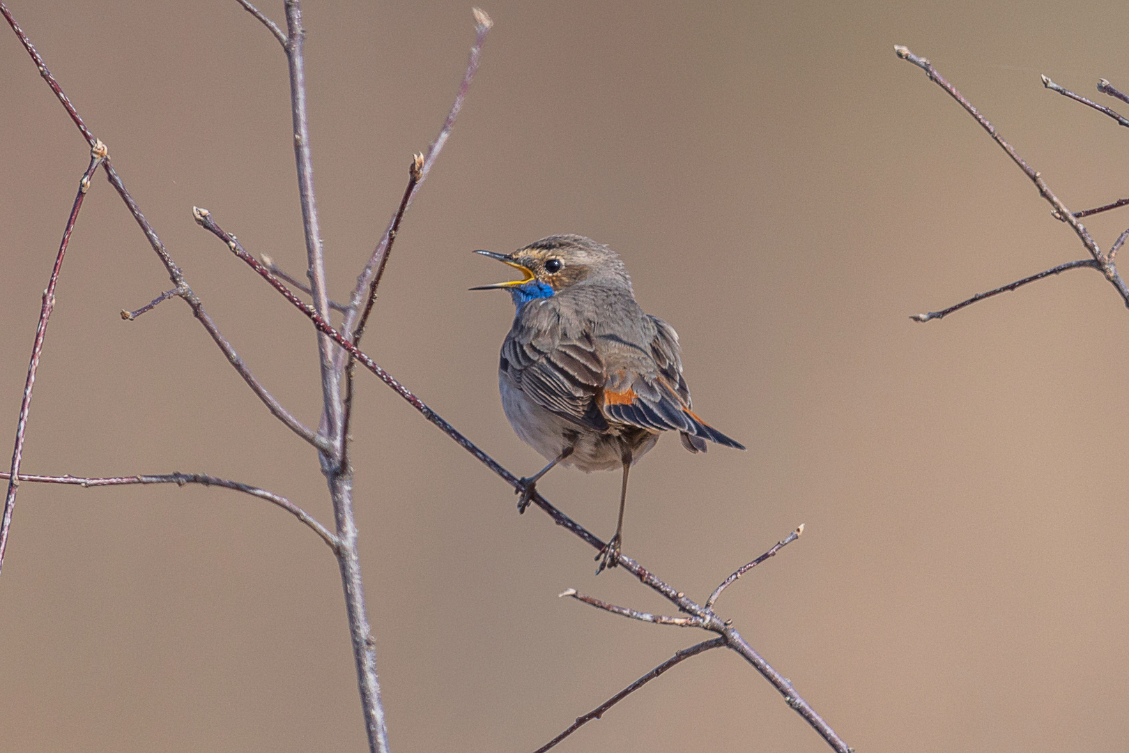 Blaukehlchen (Luscinia svecica)