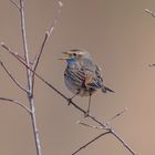 Blaukehlchen (Luscinia svecica)