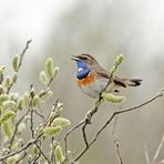 Blaukehlchen (Luscinia svecica)