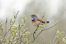 Blaukehlchen (Luscinia svecica) von Heinz Schmalenstroth