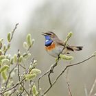 Blaukehlchen (Luscinia svecica)