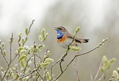 Blaukehlchen (Luscinia svecica)