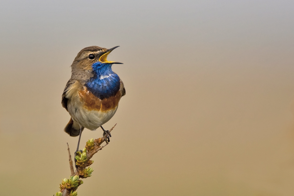 Blaukehlchen (Luscinia svecica)