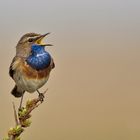 Blaukehlchen (Luscinia svecica)