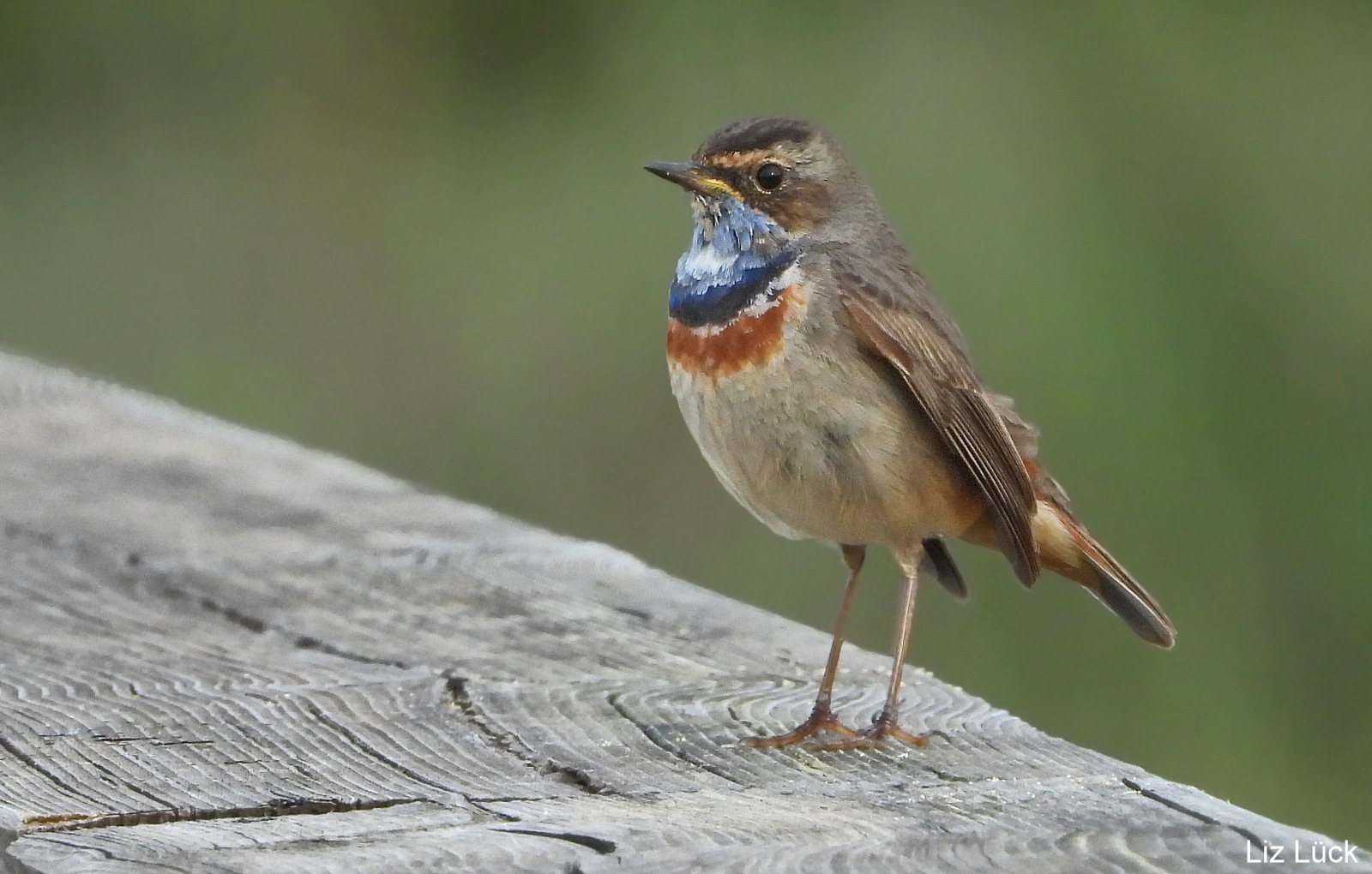  Blaukehlchen (Luscinia svecica)