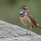  Blaukehlchen (Luscinia svecica)