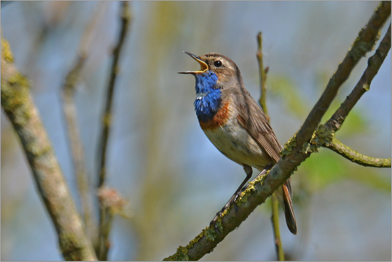 Blaukehlchen   -   Luscinia svecica