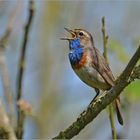 Blaukehlchen   -   Luscinia svecica