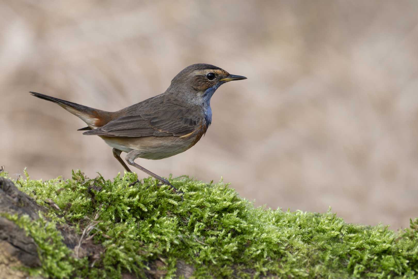 Blaukehlchen | Luscinia svecica