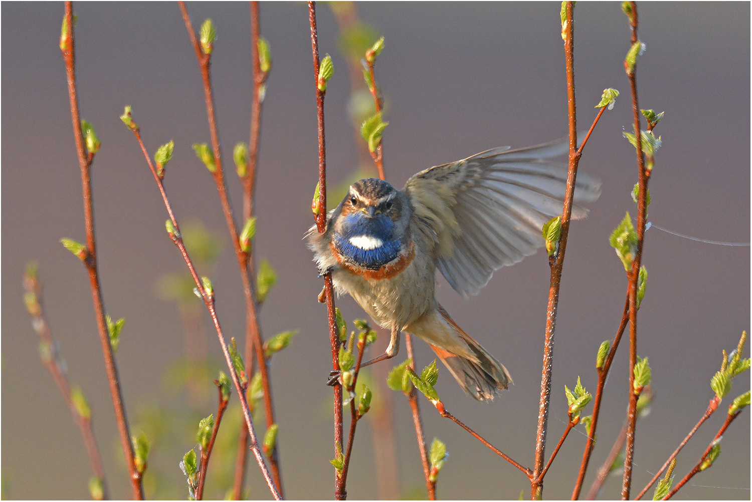 Blaukehlchen  -  Luscinia svecica