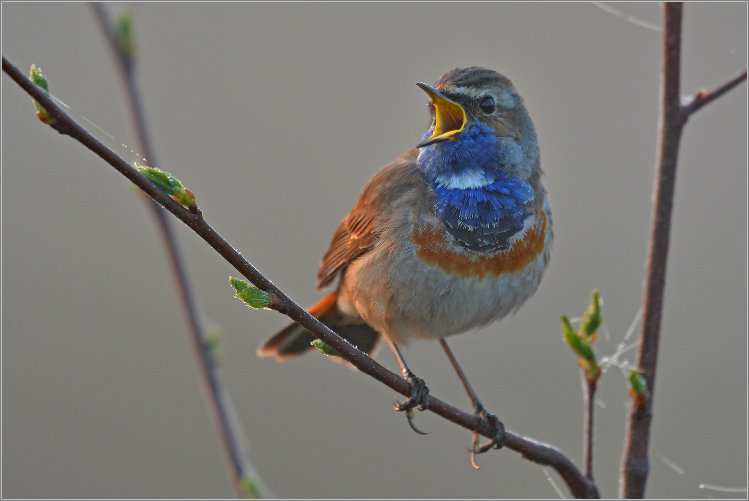 Blaukehlchen  -  Luscinia svecica