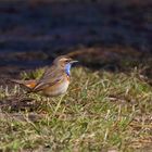 Blaukehlchen (Luscinia svecica)