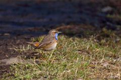 Blaukehlchen (Luscinia svecica)