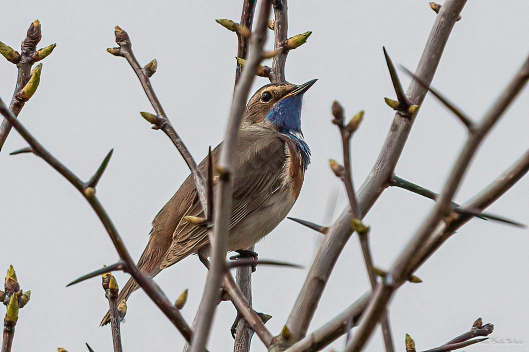 Blaukehlchen - Luscinia svecica -