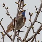 Blaukehlchen - Luscinia svecica -