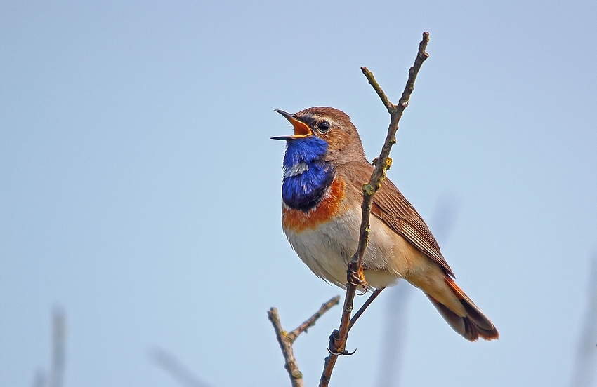 Blaukehlchen (Luscinia svecica)