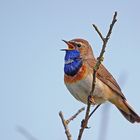 Blaukehlchen (Luscinia svecica)