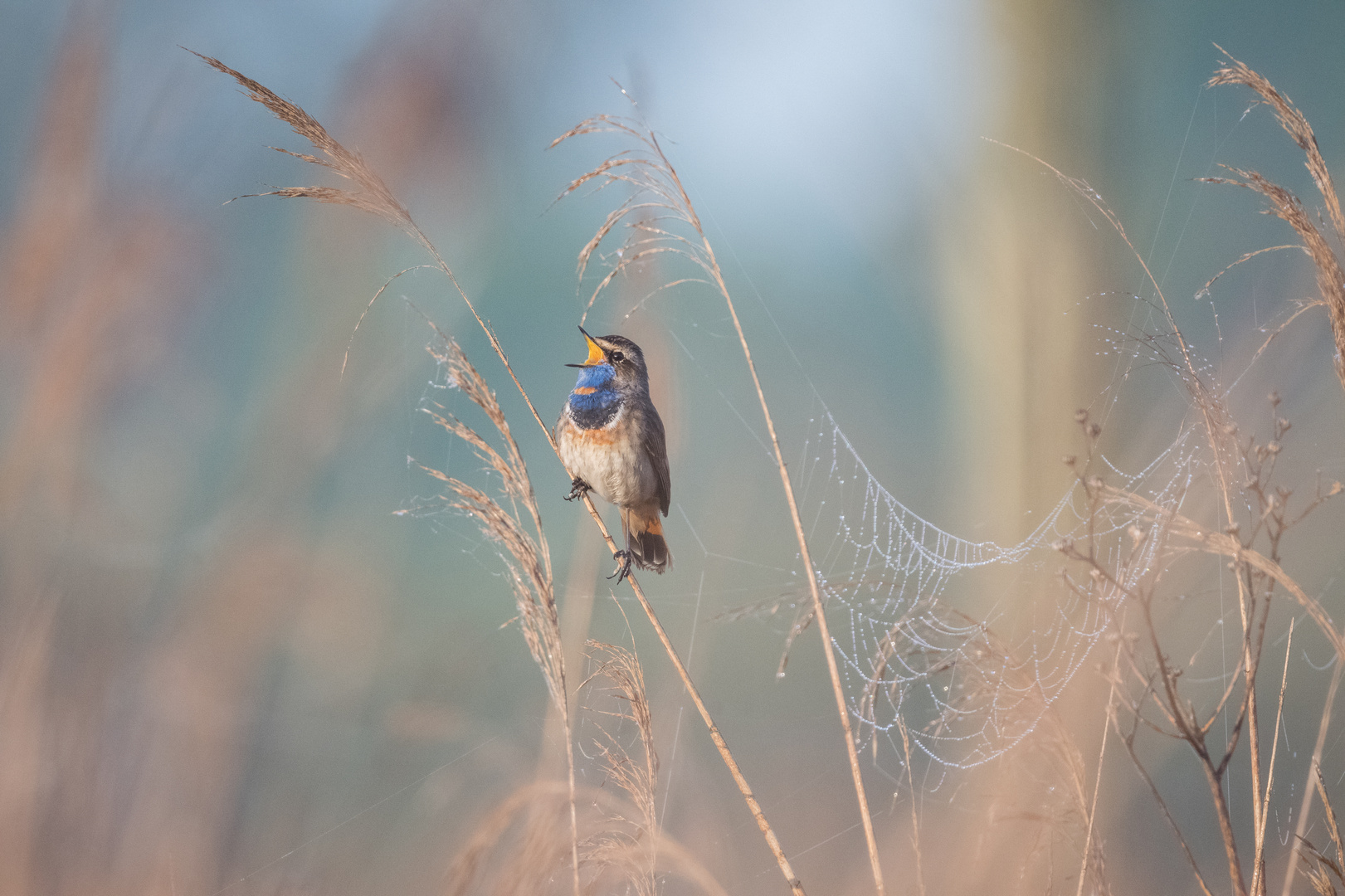 Blaukehlchen (Luscinia svecica)