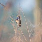 Blaukehlchen (Luscinia svecica)