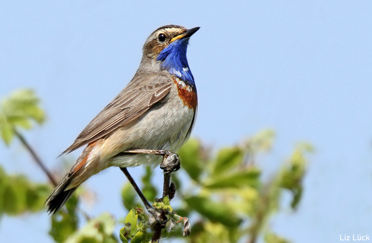 Blaukehlchen (Luscinia svecica)