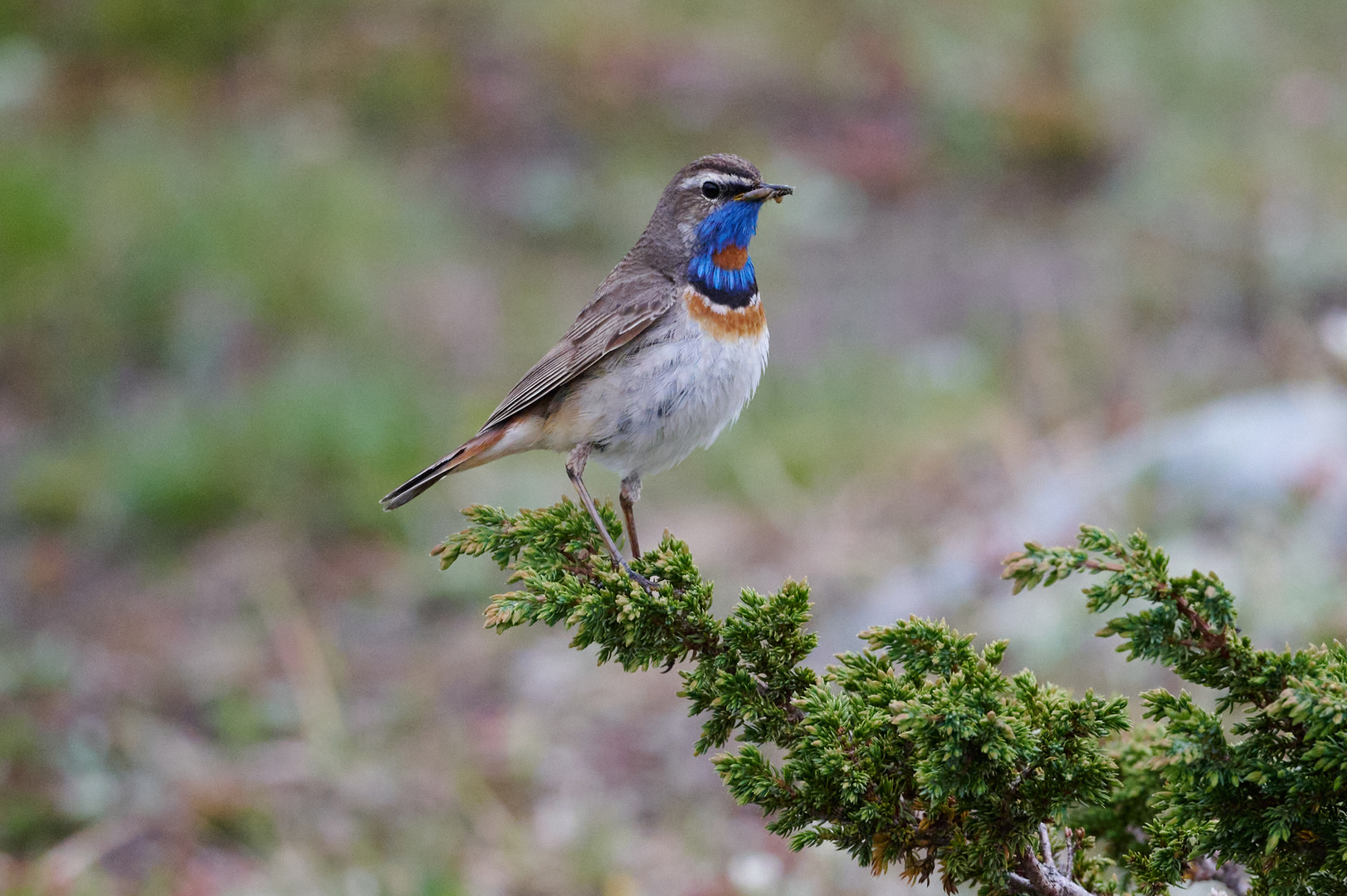 Blaukehlchen (Luscinia svecica